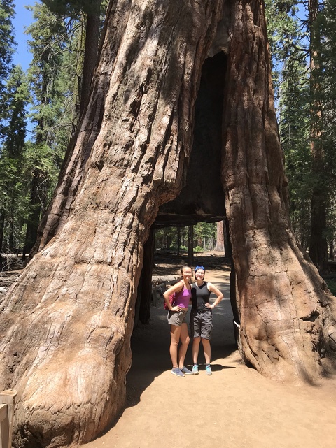 Drive-through Sequoia at Mariposa Grove, Yosemite